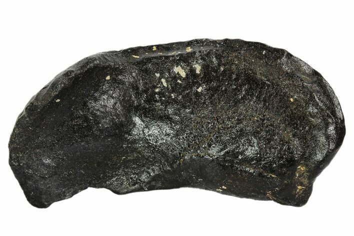 Fossil Whale Ear Bone - Miocene #109256